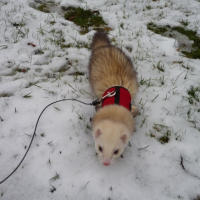 Photo #227007 de Chaska
