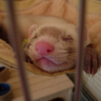 Photo #227008 de Chaska