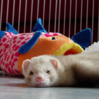 Photo #227009 de Chaska