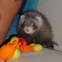 Photo #227013 de Easy