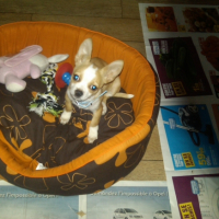 Photo #227035 de Eclypse