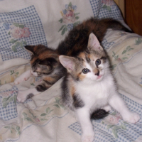 Photo #227090 de Zyva