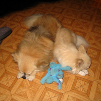 Photo #227105 de Lordchen