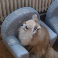 Photo #227109 de Lordchen