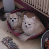 Photo #227111 de Lordchen