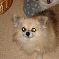 Photo #227140 de Lordchen