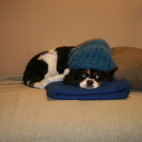 Photo #227162 de Douchka