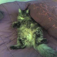 Photo #227211 de Bao