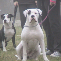 Photo #227219 de Taïga