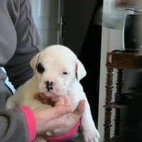 Photo #227221 de Taïga