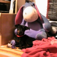 Photo #227227 de Elisa
