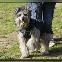 Photo #227267 de Vixie