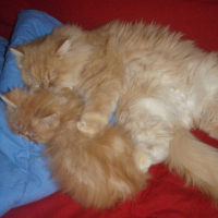 Photo #227295 de Dragon