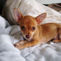 Photo #227330 de Rocky