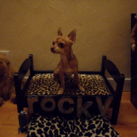 Photo #227341 de Rocky