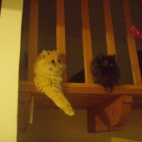 Photo #227348 de Lilou