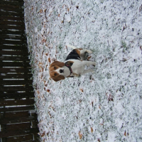 Photo #227375 de Rosie