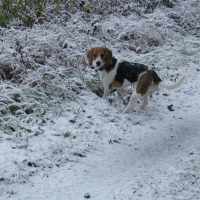 Photo #227376 de Rosie
