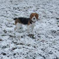 Photo #227377 de Rosie