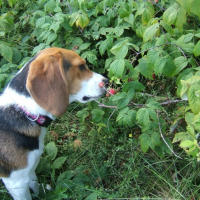 Photo #227381 de Rosie