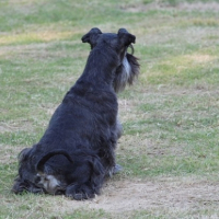 Photo #227387 de Asterix