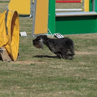 Photo #227388 de Asterix