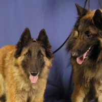 Photo #227399 de Boreal