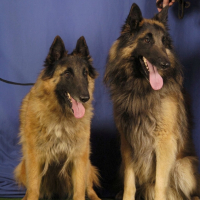 Photo #227400 de Boreal