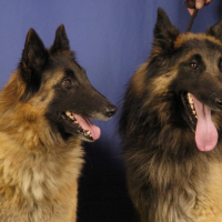 Photo #227401 de Boreal