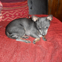 Photo #227446 de Elmout
