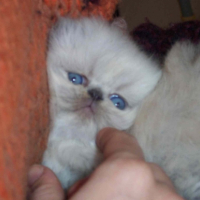 Photo #227467 de Badaboom