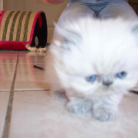 Photo #227468 de Badaboom