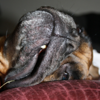 Photo #227483 de Cola