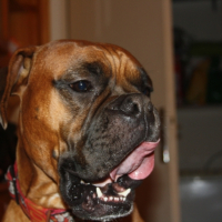 Photo #227484 de Cola
