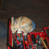 Photo #227485 de Pépito