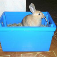 Photo #227486 de Pépito
