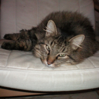Photo #227487 de Chat-malo