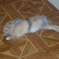 Photo #227489 de Pépito