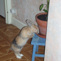 Photo #227490 de Pépito