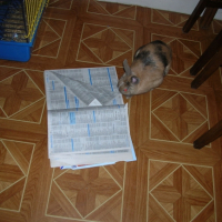 Photo #227504 de Pépito