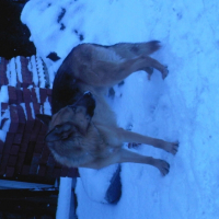 Photo #227541 de Alto