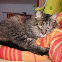 Photo #227557 de Chat-malo