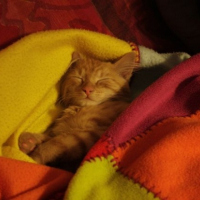 Photo #227560 de Papaye