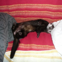 Photo #227577 de Lilou