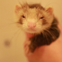 Photo #227584 de Indiana