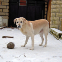 Photo #227596 de Rusty