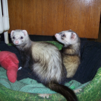 Photo #227652 de Lucky