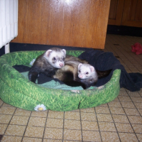 Photo #227654 de Lucky