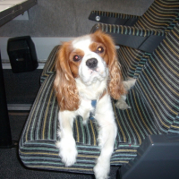 Photo #227724 de Chipo