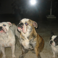 Photo #227725 de Babou